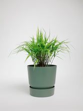 products/SotoProductShootLowQ-2008.jpg